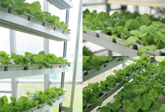 First commercial vertical farms in Singapore